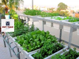 trồng rau sạch tại chung cư